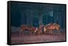 Two Red Deer Stags Battle Early One Morning in Richmond Park-Alex Saberi-Framed Stretched Canvas