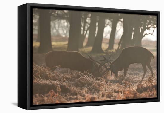Two Red Deer Stags Battle Early One Morning in Richmond Park-Alex Saberi-Framed Stretched Canvas