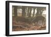 Two Red Deer Stags Battle Early One Morning in Richmond Park-Alex Saberi-Framed Photographic Print