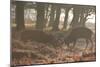 Two Red Deer Stags Battle Early One Morning in Richmond Park-Alex Saberi-Mounted Photographic Print