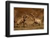 Two Red deer stags fighting, head to head, UK-Danny Green-Framed Photographic Print