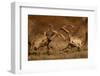 Two Red deer stags fighting, head to head, UK-Danny Green-Framed Photographic Print