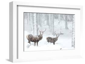 Two Red deer stags in falling snow, Cairngorms, Scotland, UK-Danny Green-Framed Photographic Print