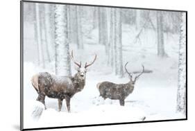 Two Red deer stags in falling snow, Cairngorms, Scotland, UK-Danny Green-Mounted Photographic Print