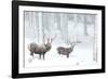 Two Red deer stags in falling snow, Cairngorms, Scotland, UK-Danny Green-Framed Photographic Print