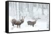 Two Red deer stags in falling snow, Cairngorms, Scotland, UK-Danny Green-Framed Stretched Canvas