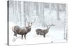 Two Red deer stags in falling snow, Cairngorms, Scotland, UK-Danny Green-Stretched Canvas