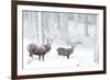Two Red deer stags in falling snow, Cairngorms, Scotland, UK-Danny Green-Framed Photographic Print