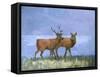 Two Red Deer-Stephen Mitchell-Framed Stretched Canvas