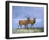 Two Red Deer-Stephen Mitchell-Framed Art Print