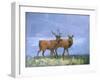 Two Red Deer-Stephen Mitchell-Framed Art Print