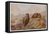 Two Red Grouse (Lagopus Lagopus)-null-Framed Stretched Canvas