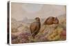 Two Red Grouse (Lagopus Lagopus)-null-Stretched Canvas