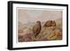 Two Red Grouse (Lagopus Lagopus)-null-Framed Art Print