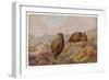 Two Red Grouse (Lagopus Lagopus)-null-Framed Art Print