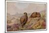 Two Red Grouse (Lagopus Lagopus)-null-Mounted Art Print