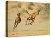 Two Red Hartebeest Running and Playing, Kgalagadi Transfrontier Park, South Africa-James Hager-Stretched Canvas