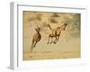 Two Red Hartebeest Running and Playing, Kgalagadi Transfrontier Park, South Africa-James Hager-Framed Photographic Print