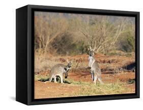 Two Red Kangaroos, Macropus Rufus, Mootwingee National Park, New South Wales, Australia, Pacific-Ann & Steve Toon-Framed Stretched Canvas