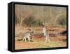 Two Red Kangaroos, Macropus Rufus, Mootwingee National Park, New South Wales, Australia, Pacific-Ann & Steve Toon-Framed Stretched Canvas