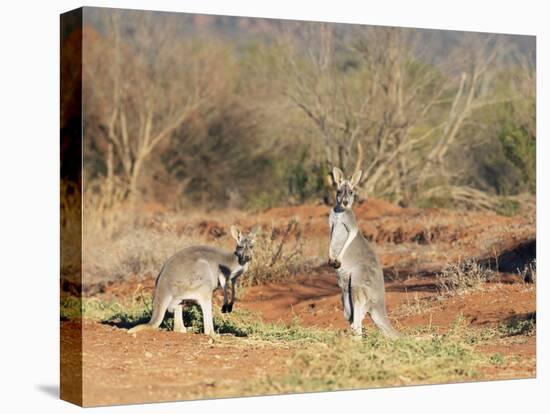 Two Red Kangaroos, Macropus Rufus, Mootwingee National Park, New South Wales, Australia, Pacific-Ann & Steve Toon-Stretched Canvas