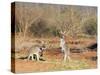 Two Red Kangaroos, Macropus Rufus, Mootwingee National Park, New South Wales, Australia, Pacific-Ann & Steve Toon-Stretched Canvas