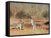 Two Red Kangaroos, Macropus Rufus, Mootwingee National Park, New South Wales, Australia, Pacific-Ann & Steve Toon-Framed Stretched Canvas