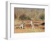 Two Red Kangaroos, Macropus Rufus, Mootwingee National Park, New South Wales, Australia, Pacific-Ann & Steve Toon-Framed Photographic Print