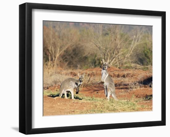 Two Red Kangaroos, Macropus Rufus, Mootwingee National Park, New South Wales, Australia, Pacific-Ann & Steve Toon-Framed Photographic Print