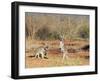 Two Red Kangaroos, Macropus Rufus, Mootwingee National Park, New South Wales, Australia, Pacific-Ann & Steve Toon-Framed Photographic Print