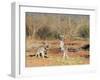 Two Red Kangaroos, Macropus Rufus, Mootwingee National Park, New South Wales, Australia, Pacific-Ann & Steve Toon-Framed Photographic Print