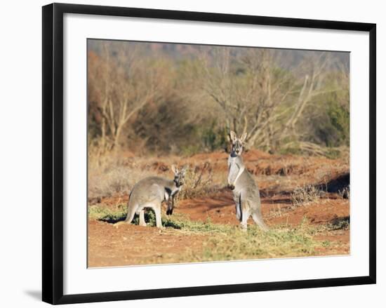 Two Red Kangaroos, Macropus Rufus, Mootwingee National Park, New South Wales, Australia, Pacific-Ann & Steve Toon-Framed Photographic Print