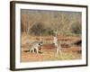 Two Red Kangaroos, Macropus Rufus, Mootwingee National Park, New South Wales, Australia, Pacific-Ann & Steve Toon-Framed Photographic Print