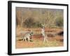 Two Red Kangaroos, Macropus Rufus, Mootwingee National Park, New South Wales, Australia, Pacific-Ann & Steve Toon-Framed Photographic Print