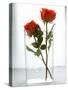 Two Red Roses in a Glass Vase-Michael Paul-Stretched Canvas