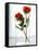 Two Red Roses in a Glass Vase-Michael Paul-Framed Stretched Canvas