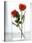 Two Red Roses in a Glass Vase-Michael Paul-Stretched Canvas