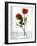 Two Red Roses in a Glass Vase-Michael Paul-Framed Photographic Print