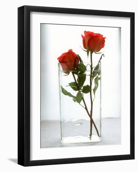 Two Red Roses in a Glass Vase-Michael Paul-Framed Photographic Print