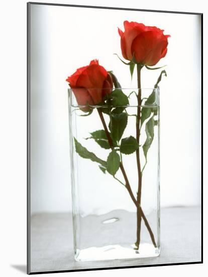 Two Red Roses in a Glass Vase-Michael Paul-Mounted Photographic Print