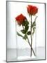 Two Red Roses in a Glass Vase-Michael Paul-Mounted Photographic Print