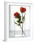Two Red Roses in a Glass Vase-Michael Paul-Framed Photographic Print