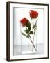 Two Red Roses in a Glass Vase-Michael Paul-Framed Photographic Print