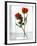 Two Red Roses in a Glass Vase-Michael Paul-Framed Photographic Print