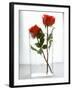 Two Red Roses in a Glass Vase-Michael Paul-Framed Photographic Print