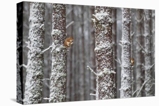 Two Red Squirrels (Sciurus Vulgaris) in Snowy Pine Forest. Glenfeshie, Scotland, January-Peter Cairns-Stretched Canvas