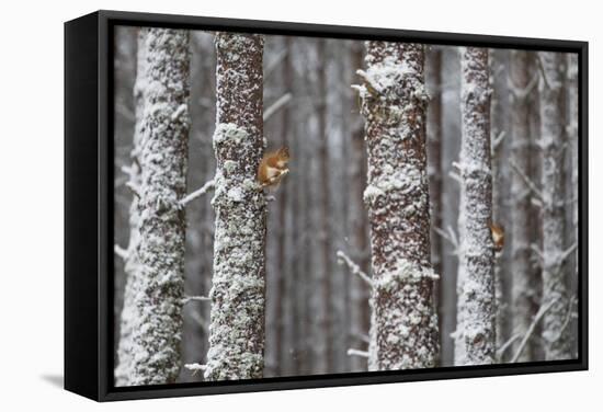 Two Red Squirrels (Sciurus Vulgaris) in Snowy Pine Forest. Glenfeshie, Scotland, January-Peter Cairns-Framed Stretched Canvas