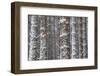 Two Red Squirrels (Sciurus Vulgaris) in Snowy Pine Forest. Glenfeshie, Scotland, January-Peter Cairns-Framed Photographic Print