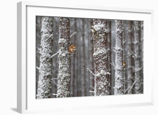 Two Red Squirrels (Sciurus Vulgaris) in Snowy Pine Forest. Glenfeshie, Scotland, January-Peter Cairns-Framed Photographic Print