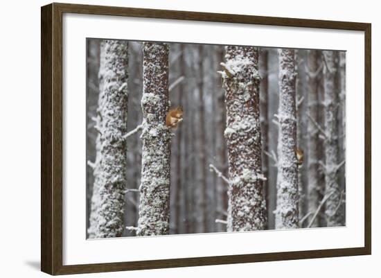Two Red Squirrels (Sciurus Vulgaris) in Snowy Pine Forest. Glenfeshie, Scotland, January-Peter Cairns-Framed Photographic Print